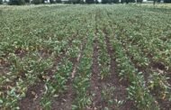 मानवत तालुक्यात पावसाचा खंड; पिके करपण्याच्या मार्गावर